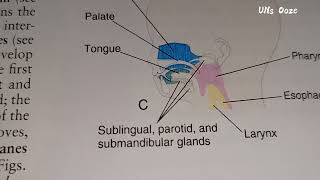 development of salivary glands embryology of salivary glands [upl. by Misty802]