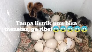 menetaskan telur ayam tanpa mesin tetas mudah bangetejtchannel [upl. by Dalila]