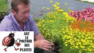 chaine tv de Jardinage tagetes lulu signata oeillet Comment faire un Semis Plante annuelle [upl. by Warfore899]