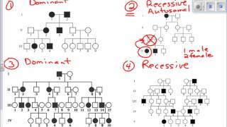 Interpreting Pedigree Charts [upl. by Kirenoj781]