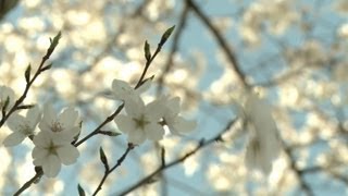 Un siglo de cerezos japoneses en Washington [upl. by Annaerb118]