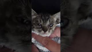 Miraculous Rescue A hero Rescue a cat cat animals pets [upl. by Fondea527]