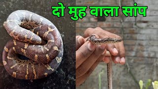 COMMON SAND BOA Do muh wala SNAKE RESCUE amp INFORMATION [upl. by Suzanna]