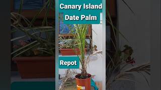 Canary Island Date Palm fast repot Ireland [upl. by Lashondra293]