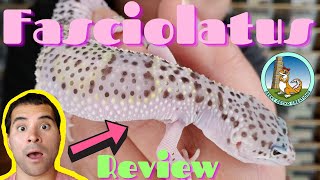 Fasciolatus Leopard Gecko  REVIEW 2021 [upl. by Cence]