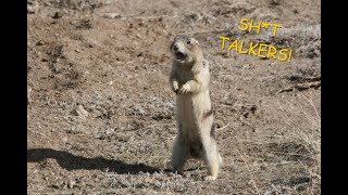 Why Do Prairie Dogs Scream  ZoologicalZen [upl. by Nicholle]