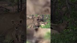 Baby lion cubs lion lioncub animals lionslife babylionpaws wildlife [upl. by Imar]