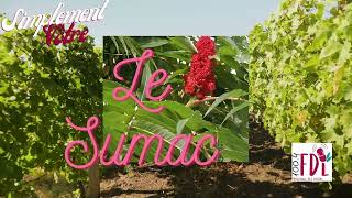 Simplement Vôtre  Le sumac ou vinaigrier [upl. by Lennaj]