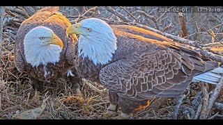 Dulles Greenway Eagle Cam  4K [upl. by Dawkins423]