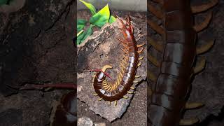 Scolopendra dehaani feeding [upl. by Ailin]