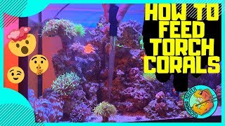 How To Feed Torch Corals  Using Reef Nutrition Products [upl. by Felske]