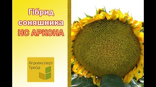 Соняшник НС Аркона 🌻 опис гібриду 🌻  насіння в Україні [upl. by Nirtiac]