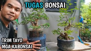 TUGAS BONSAI MAINTENANCE VITEX PARVIFLORATRIM [upl. by Yleak24]