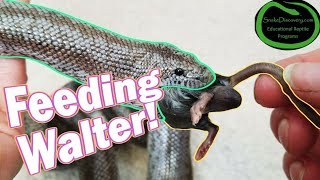 Feed My Pet Friday Rosy Boa Facts [upl. by Sucramrej698]