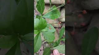 土人參 T paniculatum 雜草 Grass VID20241110073833 [upl. by Ahsilrae]