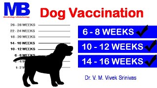 DOG VACCINATION  Microbiology  Vivek Srinivas  Parvo Distemper Rabies VeterinaryScience [upl. by Nosirb]