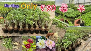 Grafted Adenium Plants Only ₹90  Low Price Rosy Adenium sell online  9804433746 NKM [upl. by Nerret]