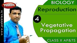 Vegetative Propagation  Reproduction  Biology  Science  Class 10 [upl. by Landel]