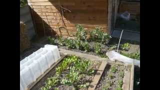 Mon jardin potager urbain permaculture Avril 2015 [upl. by Qirat199]