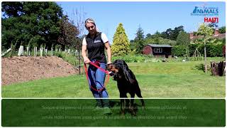 Adiestramiento antitirones para su perro con el arnés HALTI Harness [upl. by Narine]