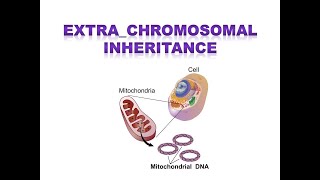 EXTRACHROMOSOMAL INHERITANCE [upl. by Asilanom]