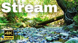 A Relaxing amp Peaceful Stream  Forest sounds [upl. by Henley]