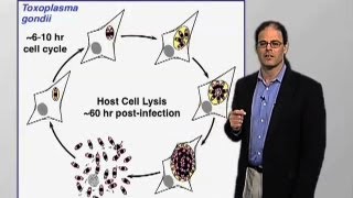 Toxoplasma pathogenesis  David Roos U Penn [upl. by Ahsilak]