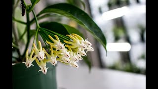 Repotting a Hoya from soil to LECA  SemiHydro Hoya Multiflora [upl. by Enitsirc]