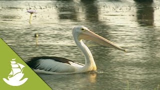 Pelicans beak [upl. by Higginbotham]