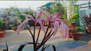 134purple Crinum Lilyred bog lilycare and propagation crinumlilyredlilycarepropagation [upl. by Cathee]