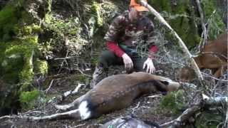 A Sika hunt goes well with my Hungarian Vizsla  Oskar Kaimanawas New Zealand [upl. by Caren]