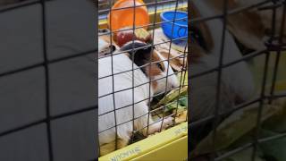 Hamara guinea pig 4 sal ka Ho Gaya hai 😍😍 HAPPY Dipawali 😍 guineadad cavy minivlog vlog [upl. by Armanda]