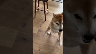 Shiba Strikes Back at Owner [upl. by Adorl]