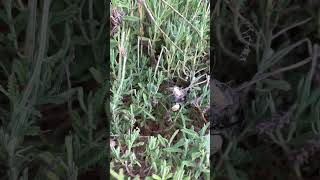 Have you ever seen a spider wrap up its prey Please subscribe and push like button [upl. by Behn]