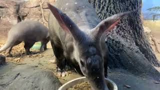 Home Safari  Aardvark  Cincinnati Zoo [upl. by Aniez629]