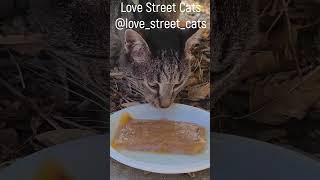 A tabby cat sleeps in the bushes and dreams of a plate of delicious food  lovestreetcats [upl. by Nnad]