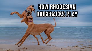 Rhodesian Ridgebacks Play Rough And its a joy to watch [upl. by Roddie]