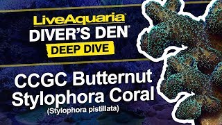 LiveAquaria® Diver’s Den® Deep Dive CCGC Butternut Stylophora Coral Stylophora pistillata [upl. by Sisxela737]