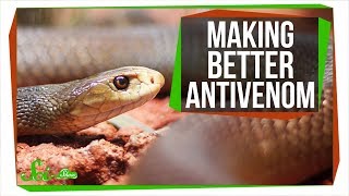 Making Antivenom out of Human Antibodies  SciShow News [upl. by Laeno]