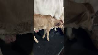 One week old brahman baby brahmanbd cow brahman animals bangladesh bull brahmans farming [upl. by Annovy472]