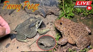 🐸Boing boing catching froggy funny  wep wep catch frogs make you laugh Part 9 funny frogs shorts [upl. by Rimaj]