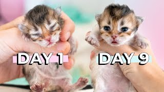 Kitten Opens His Eyes 9 Days After Birth  British Longhair Black Golden Shaded Kitten  Slow Motion [upl. by Jaunita]