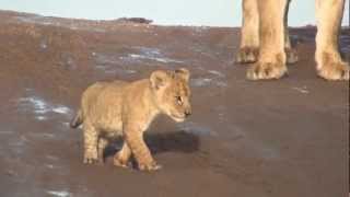 Lion Cubs Growling in the Serengeti [upl. by Chatwin]