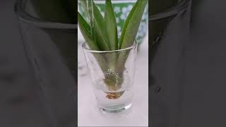 Foxtail Agave Agave Attenuata Propagation by Leaf  Stem Cuttings in Soil and Water for 24 Days [upl. by O'Kelly]