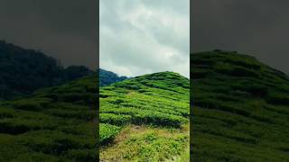 chiyakobotaima❣️😊tea nature natural shorts shortvideo viralvideo [upl. by Hild814]