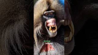 leapord Vs 50 Baboons 😱 unbelievable battle for survival 🤯 shortsfeed [upl. by Vacuva]