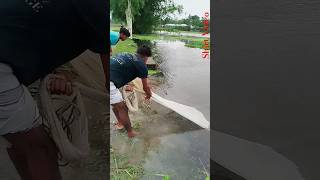 Omg Mistake In Big Fish Village River Whit Net shorts subscribe [upl. by Alil]