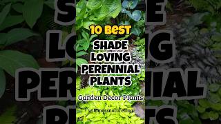 Best shade loving perennial plants  Low light outdoor plants gardening short homegarden [upl. by Acquah]