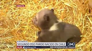 Nace el segundo oso pardo en Chile  24 Horas TVN Chile [upl. by Elleirbag]