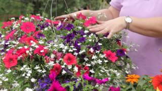 Flowers That Look Best Planted With Petunias  Grow Guru [upl. by Tj206]